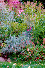 Image showing My garden. Magical garden of colorful flowers cultivated in the yard outside in nature during spring. Green and pink lush flora is an example of beautiful gardening in backyard during summer.