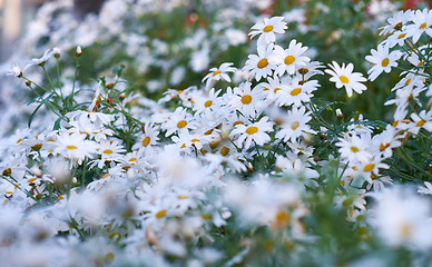 Image showing White yellow daisies with morning dew in a garden. Nature landscape of many beautiful Marguerite flowers growing in a spring park. Group of wet flowering plants after watering a park in summer season