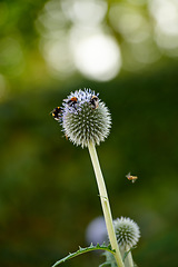 Image showing Swarm of bees pollinating a wild globe thistle or echinops exaltatus flower growing in a garden outdoors. Flying insects feeding off nectar on a plant. Ecosystem and biodiversity of nature in spring