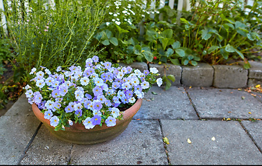 Image showing Purple white Petunia flowers in a garden. Bunch of beautiful ornament pot plant on a backyard patio or porch during spring season. Pretty decoration plants for outdoor landscaping in summer