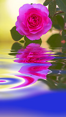 Image showing Closeup of pink rose reflecting on texture water with copy space, symbolising mother nature, earth and liquid as a life source. Vibrant garden flower blossoming and blooming with hydrating fluid