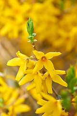 Image showing Colorful yellow flowers growing in a garden. Closeup of beautiful weeping forsythia or golden bell with vibrant petals from the oleaceae species of plants blooming in nature on a sunny day in spring