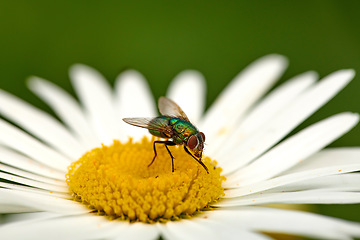 Image showing Closeup of a common green bottle fly eating floral disc nectar on white Marguerite daisy flower. Macro texture and detail of insect pollination and pest control in a private backyard or home garden