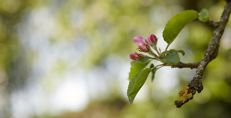 Image showing A beautiful apple flower tree blossoms during spring with copy space and a blurred nature background. Close up of pink Malus pumila plant blooming botanical backyard in natural environment in summer