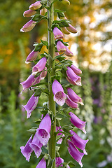 Image showing Common Foxglove flower plants or Digitalis purpurea in full bloom in a botanical garden or grass field of a forest in Spring or Summer. Closeup of nature surrounded by the green scenery of trees.
