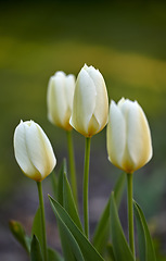 Image showing Beautiful white tulip flowers growing outside in a garden with green background for copy space. Closeup of four delicate blooms on a bulb plant in a nature park or cultivated backyard in summer.