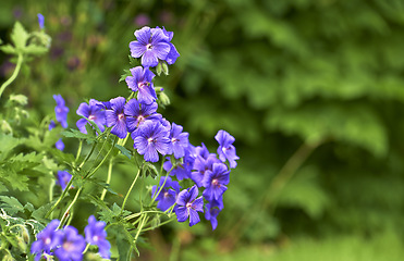 Image showing Himalayan cranesbill flowers growing in a field or botanical garden with copy space. Plants with vibrant leaves and violet petals blooming and blossoming in spring in a lush nature environment