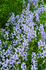 Image showing Many delicate blue flowers in a field in spring with copy space background. Closeup landscape of nature and plant view of bluebells or indigo hyacinths growing in a lush meadow or backyard garden