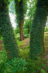 Image showing A protected nature conservation area in the beautiful wilderness. Bright green leaves growing on oak trees in a dense forest landscape. Closeup of lush flora and foliage thriving in mother nature.