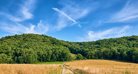 Image showing Green forest trees near a farm land with dirt road on a blue cloud sky background. Deforestation of nature landscape to make way for yellow wheat fields in sustainable and agriculture farming