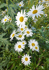 Image showing Daisy flowers growing in a field or botanical garden on a sunny day outdoors. Shasta or max chrysanthemum daisies from the asteraceae species with white petals and yellow pistils blooming in spring