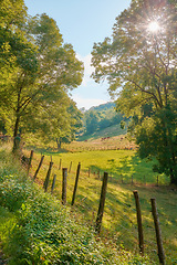 Image showing Natural green field view of trees and grass. Beautiful walk through tall trees and wooden fencing stakes setting a path surrounded by nature. Sunny day blue sky and life around the country side.