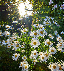 Image showing Marguerite. Insects pollinating marguerite flower plants in nature or a garden on a sunny day in Spring. Oxeye daisies blooming in a forest, with green trees and wild hollyhocks in the background.