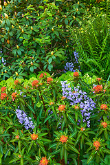 Image showing Closeup view of mixed plants in a garden in nature. Group of natural flowers showing detail on green leaves and beauty of colorful petals outside with Bluebell Scilla siberica, blue blossoms.