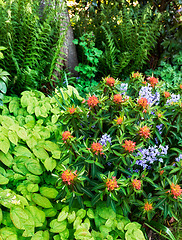 Image showing Outdoor nature view of colorful flowers, grass, and trees in a park. Closeup of green plants growing in a garden landscape. Natural outdoors background of a beautiful gardening day in spring.