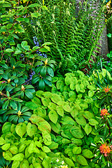 Image showing Lots of green plants in a dense garden. Nature landscape of vibrant leaves with different flowering plants in an eco friendly environment. Gardening fresh lush vegetation in a spring park or backyard