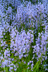 Image showing Closeup of a Bluebell meadow, growing in a calm, green garden. Macro details of soft purple flowers in harmony with nature, tranquil wild Scilla Siberica in a zen, quiet, peaceful backyard