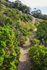 Image showing Nature scenery and walking path or hiking trail on a mountain surrounded by plants, trees and flowers on a sunny day in Spring. A beautiful view of a forest in the distance on a rocky cliff.