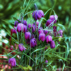 Image showing My garden. Magical purple chess flowers growing in a green meadow or forest. Stunning violet and pink blooms against a blurred background within nature. The mysterious and wild snake head fritillary.