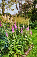 Image showing Foxglove flowers growing in a botanical or home garden in summer. Pink digitalis purpurea flowering plants blooming amongst greenery and vegetation in a park. Wildflowers on a lawn in nature