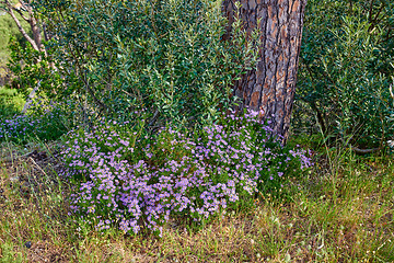 Image showing Many purple daisy flowers growing near a tree trunk in spring. Nature landscape of pretty vibrant and wild grown daisies in green nature. Beautiful violet bush of flowering plants in a park or forest