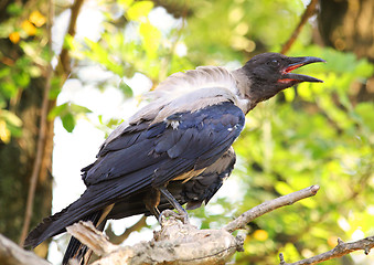Image showing Croaking crow