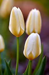 Image showing Natural white closeup landscape view of tulips. Isolated group of flowers growing from stems with natural details. Green, yellow, beauty of plant showing growth on root in a blur background.