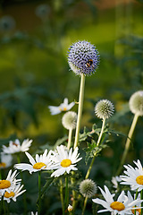 Image showing Closeup of bees pollinating Great globe thistle and Shasta daisy flower plants. Blooming in a nature garden or mountain grass field in Spring, with a blurred green scenery and background.