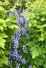 Image showing Bluebells growing in a outdoor garden setting in spring. Closeup of green plants and grass in a natural background outside on a beautiful gardening day. Nature scene with colorful park flowers.