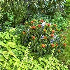 Image showing Orange and purple Euphorbia flowers cultivated in a lush green garden yard is a flora beauty during all the seasons. Close up of perfect gardening in the backyard. Euphorbia is a natural herb