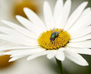 Image showing Common green bottle fly pollinating a white daisy flower. Closeup of one blowfly feeding off nectar from a yellow pistil center on a plant. Macro of a lucilia sericata insect and bug in an ecosystem