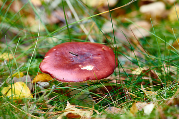 Image showing Closeup of red mushroom fungi or toadstool growing in damp and wet grass in remote forest, woods or meadow field. Texture detail of edible russulaceae used for medicinal herbs and traditional healing