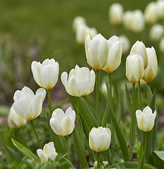 Image showing White tulips growing in a yard on a sunny day. Closeup of seasonal flowers blooming in a calm field or garden. Macro details, texture and nature pattern of petals in a zen meadow or garden