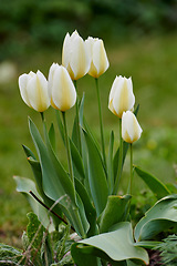 Image showing Beautiful white tulips flowers in a lush garden in the yard outside during spring. Close up landscape view of gorgeous flowers with soft white petals and a vibrant green stem in nature during spring