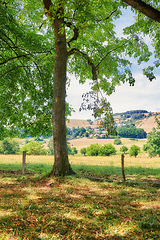 Image showing Tall tree in the field at a private farm in the countryside. Landscape of vibrant and colorful green bushes in the meadow with a hilltop horizon for a quiet walk in nature on a cloudy spring day.