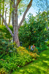 Image showing Closeup natural view of beautiful trees and nature. Bright colorful greenery showing life outdoors, clean cut fresh plants and grass. Detailed environment of leaves and stems on a sunny day.