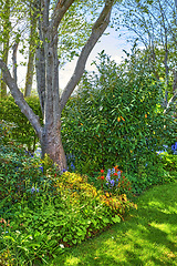 Image showing Closeup natural view of beautiful trees and nature. Bright colorful greenery showing life outdoors, clean cut fresh plants and grass. Detailed environment of leaves and stems on a sunny day.