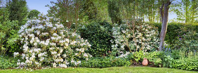 Image showing Wallpaper of a garden with flowers and bushes outside in summer. Lush green backyard with flowering plants and different trees. Cultivated lawn with white Rhododendron blooms growing in a nature park