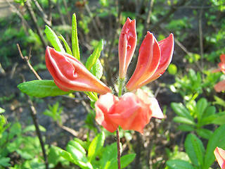 Image showing Azalea