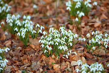 Image showing Closeup of white common snowdrop flowers growing and blooming from nutrient rich soil in a home garden or remote field. Group of galanthus nivalis blossoming and flowering in quiet meadow or backyard