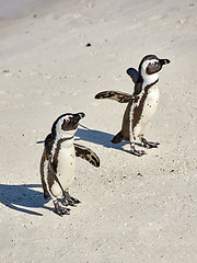 Image showing Two black footed African penguins on sand beach, breeding colony or coast conservation reserve in South Africa together. Endangered waterbirds, aquatic sea and ocean wildlife, protected for tourism