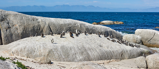 Image showing Penguins on the rocks at Boulders Beach in South Africa. Flightless birds playing and relaxing on a secluded and empty beach in summer. Animals on a popular tourist seaside attraction in Cape Town