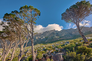 Image showing Clouds covering the peak of Table Mountain in Cape Town from below on a sunny day outdoors. Scenic landscape with beautiful views of plants and trees around an iconic natural landmark and attraction