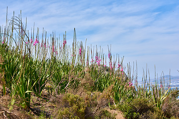 Image showing Landscape of beautiful flowers and wild grass growing on mountain side in South Africa, Western Cape. Landscape scenic view of flora and plants in uncultivated natural eco system in Cape Town