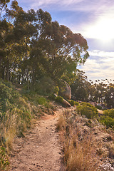 Image showing Beautiful mountain trail on Table Mountain National Park in Cape Town, South Africa. A mountainous walking path surrounded by green bushes and trees for a relaxing nature walk or adventure hike