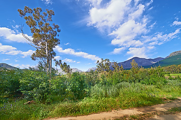 Image showing Nature landscape of vibrant country side against a cloudy blue sky in South Africa. Quiet dirt road with lush plants and green trees for scenic copy space. Peaceful sunny day in summer outside