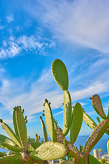 Image showing Closeup of cactus flowers and plants on mountain side in South Africa, Western Cape with ocean background. Landscape of beautiful green indigenous African cacti with ocean view and bright blue sky