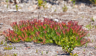 Image showing Flora and plants in a peaceful ecosystem and uncultivated nature reserve in summer. Lush red fynbos flowers and shrubs growing among the rough terrain on Table Mountain in Cape Town, South Africa.