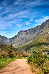 Image showing Beautiful mountain trail with bushes and plants with a cloudy blue sky and copy space. A popular destination for tourist in Table Mountain National park on Lions Head in Cape Town South Africa