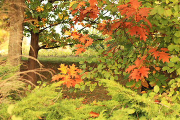 Image showing Oak leaves